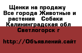 Щенки на продажу - Все города Животные и растения » Собаки   . Калининградская обл.,Светлогорск г.